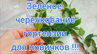 ЧЕРЕНКОВАНИЕ ГОРТЕНЗИИ  в домашних условиях. Подробно! 100💯 результат👍