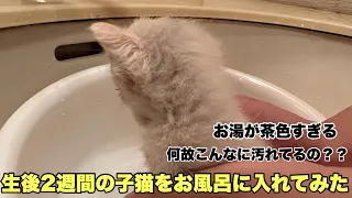 【保護猫】生後2週間の子猫が汚れすぎていたのでお風呂に入れてみました