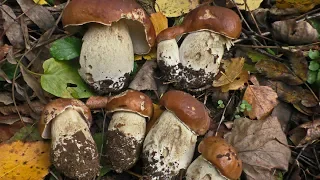 Много белых грибов Подмосковье октябрь 2018