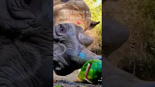 Rhino eat watermelon 🍉 #animals