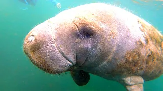 We Swam with 100 Manatees!