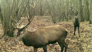 WALKA WIECZORU - DWA BYKI NA RINGU - PIĘKNE POROŻE - ZRZUTY 2023 JESZCZE NA GŁOWACH - Hirsch fällt