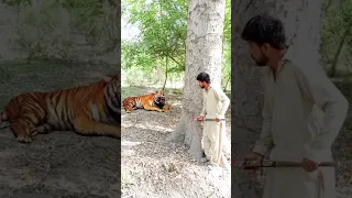 tigerattack man in forest  || tiger #attack #animal #forest #shorts #shortsvideo