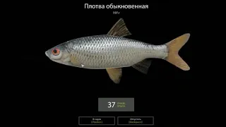 RUSSIAN FISHING 4 / / cheat place or place for a beginner