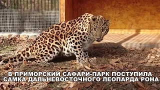 В ПРИМОРСКИЙ САФАРИ-ПАРК ПОСТУПИЛА САМКА ДАЛЬНЕВОСТОЧНОГО ЛЕОПАРДА РОНА