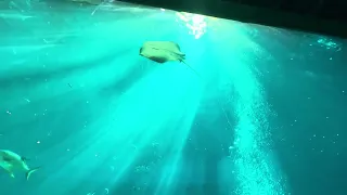 Кормление рыб в океанариуме на острове Фукуок. Feeding fish in the aquarium