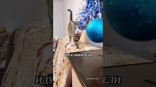 СКОРО ВО ВСЕХ ДОМАХ ГДЕ ЕСТЬ КОТЫ И ЕЛКИ 😂 #shorts #котики