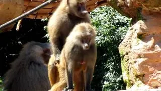 Baboon Love Take 2