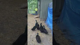 Cayuga ducks going to bed!  These birds are awesome #homestead #ducks #cayuga