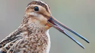 Bird sounds. Common Snipe singing in spring