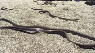 Baby Iguana Running From Snakes | Iguana Vs Snakes