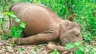 Elephant herd travel 12 hours to mourn human who rescued them