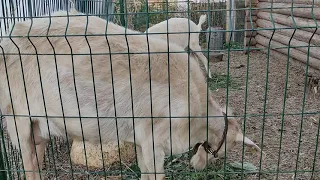 Купили сено, ждем траву. Хочу нубийскую козочку!