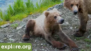 Grazer Owns the Falls & Fights for Dominance | Best of Bear Cam