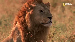 Os melhores leões caçadores da savana | Guerra de leões