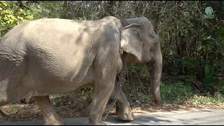 Journey Of Kra Tae From Logging And Elephant Riding To Sanctuary - ElephantNews