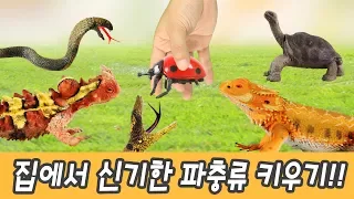 한국어ㅣ집에서 신기한 파충류 키우기!! 어린이 만화,  한글 공부, 파충류 만화 영화, 파충류 이름 외우기, 컬렉타, 96화ㅣ꼬꼬스토이