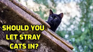 Should I Let A Stray Cat In My House?