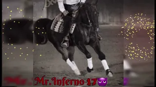 Mr Inferno 17  Stallion