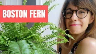 Boston fern care - Nephrolepis exaltata care