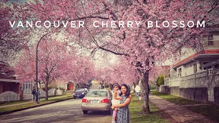 Cherry Blossom in Vancouver, Canada| British Columbia| Canada spring season| Malayalam