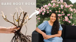 How I Planted A David Austin Bare Root Rose (Step-By-Step)