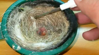 Hand Feeding Lemon-breasted Canary 1 Day Old 20220403