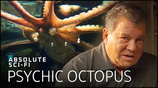 The World Cup Predicting Octopus | William Shatner's Weird Or What | Absolute Sci-Fi