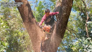 The Legend is back!! Cut down half century trembesi, Stihl 070 & stihl ms881.