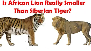 Siberian Tiger VS African Lion Actual Size Comparison - Siberian Tiger VS African Lion Size Expose