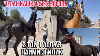 Аспҳои нав аз Наими Эгилик 🇹🇯1 мая 2024 г.