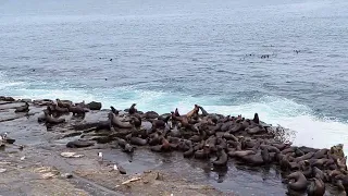La Jolla Cove Seals