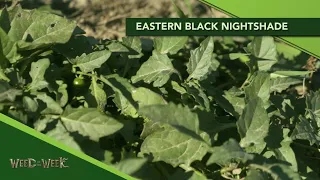Weed of the Week #1148 Eastern Black Nightshade (From Ag PhD Show #1148 - Air Date 4-5-20)