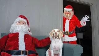 Dogs vs Good/Bad Santa Prank: Funny Dogs Maymo, Penny & Potpie