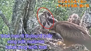 tidak mau di tindas/di bully sang adik melawan,kakak yang lebih kuat#kelurga elang black kite