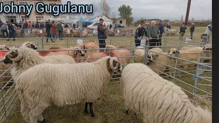 Expoziție de ovine la Caransebes, Banatul montan.