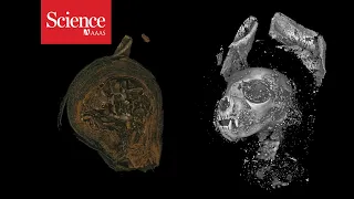 Snippet: 3D imaging reveals the ancient lives of Egyptian animal mummies