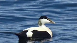 Eider Ducks at Findochty in Moray, Scotland on the 9th May 2024