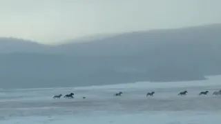 Волки гонят табун лошадей
