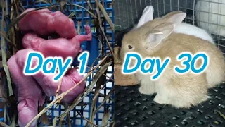 Baby Rabbit | 1 Day to 30 Days Old | Ang cute bilis lumaki.