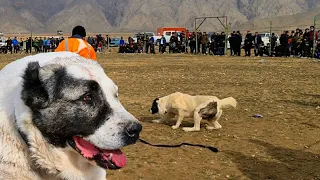 обзор чистопородных собак Туркменистан Балканабад - Небидаг Туркменский Волкодав!