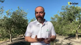 Herbicida Brixton: Testimonios en olivar 🫒