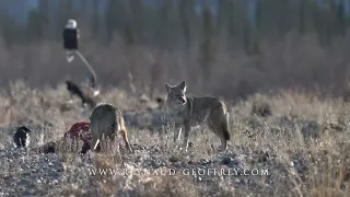 A day with coyotes