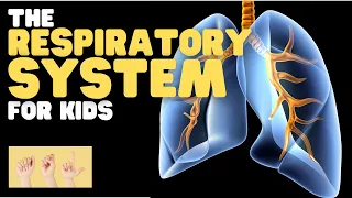 ASL The Respiratory System for Kids