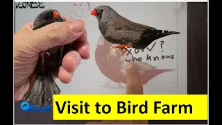 Zebra Finch birds Episode 01 Bird Breeding Pet Birds