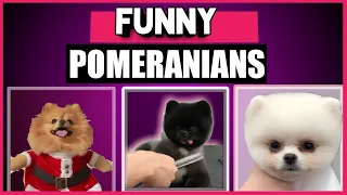 POMERANIAN CUTE FUNNY VIDEOS BEST COMPILATION