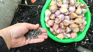 ПОСЛЕ ЧЕГО НЕЛЬЗЯ САЖАТЬ ЧЕСНОК ОСЕНЬЮ 🌱 ЧТО ВНЕСТИ В ПОЧВУ ПЕРЕД ПОСАДКОЙ ОЗИМОГО ЧЕСНОКА. Видео №2