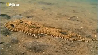 La zona más extraña del océano - Documental