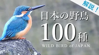 【保存版】日本の野鳥100種 (解説付き)