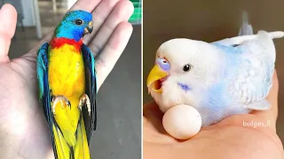 Baby Animals 🔴 Funny Parrots and Cute Birds Compilation (2022) Loros Adorables Recopilación #13